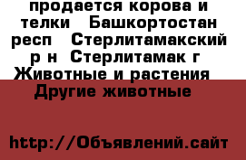 продается корова и телки - Башкортостан респ., Стерлитамакский р-н, Стерлитамак г. Животные и растения » Другие животные   